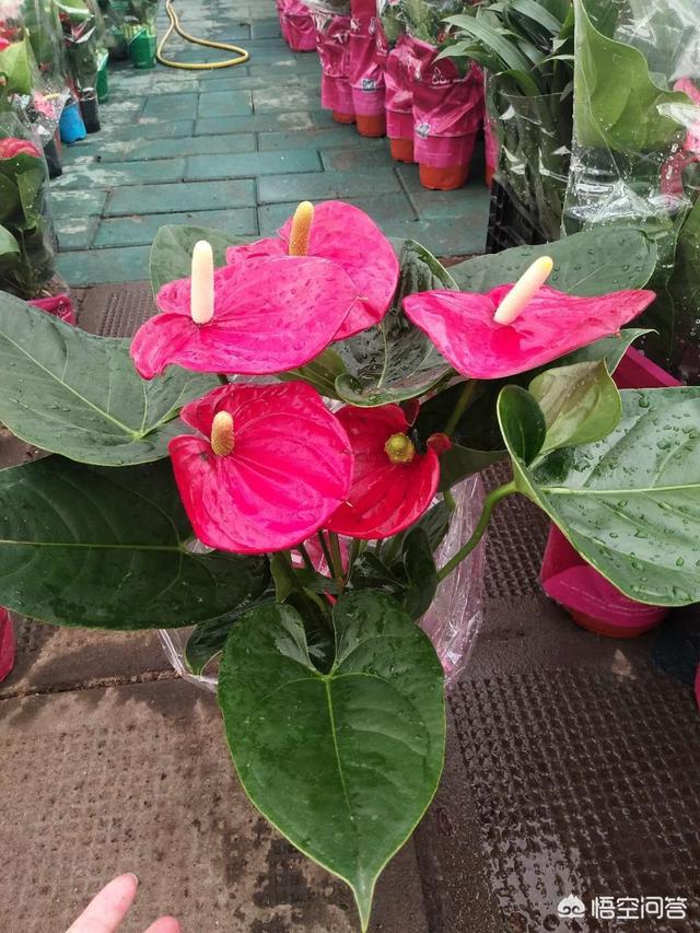 坟上开花旺谁,上坟有意义吗？你怎么看？