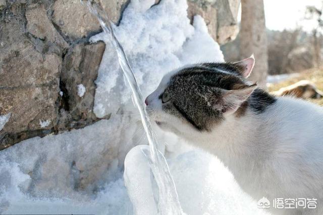 盆景猫:小猫咪开始能喝水了，是喝烧开的水，还是直接就能喝自来水？