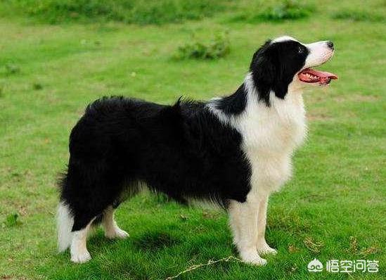 北京可以养边界牧羊犬吗:想问一下市面上边境牧羊犬价格，大概多少钱一只？