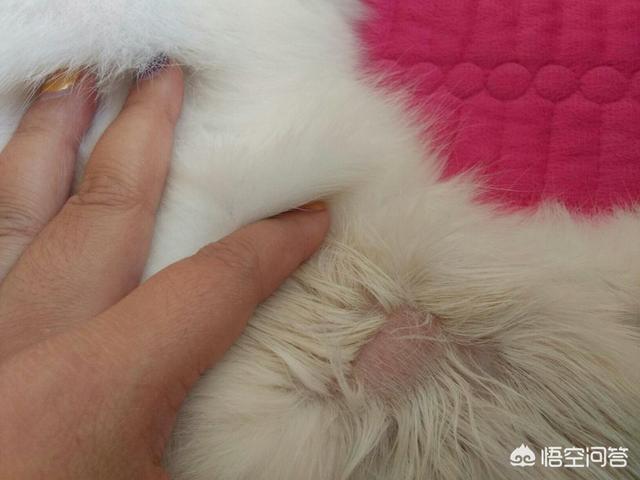 狗狗真菌性皮肤病药浴:狗狗得了真菌能用双氧水吗？ 狗狗肘部真菌性皮肤病