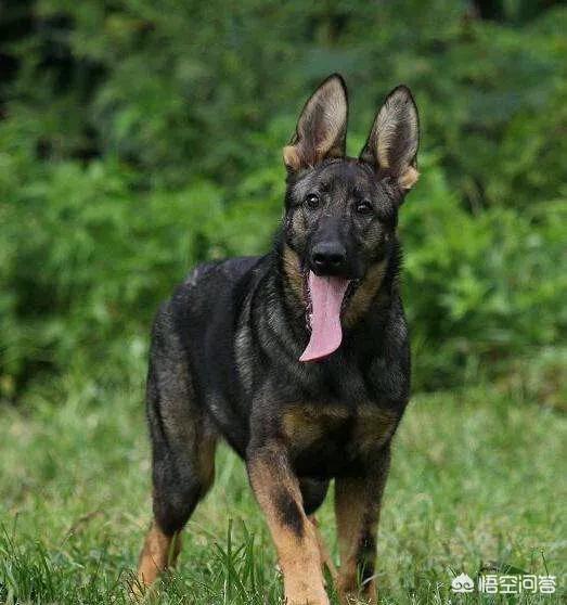 卡通警犬图片:一般警犬是什么品种的？对此你怎么看？