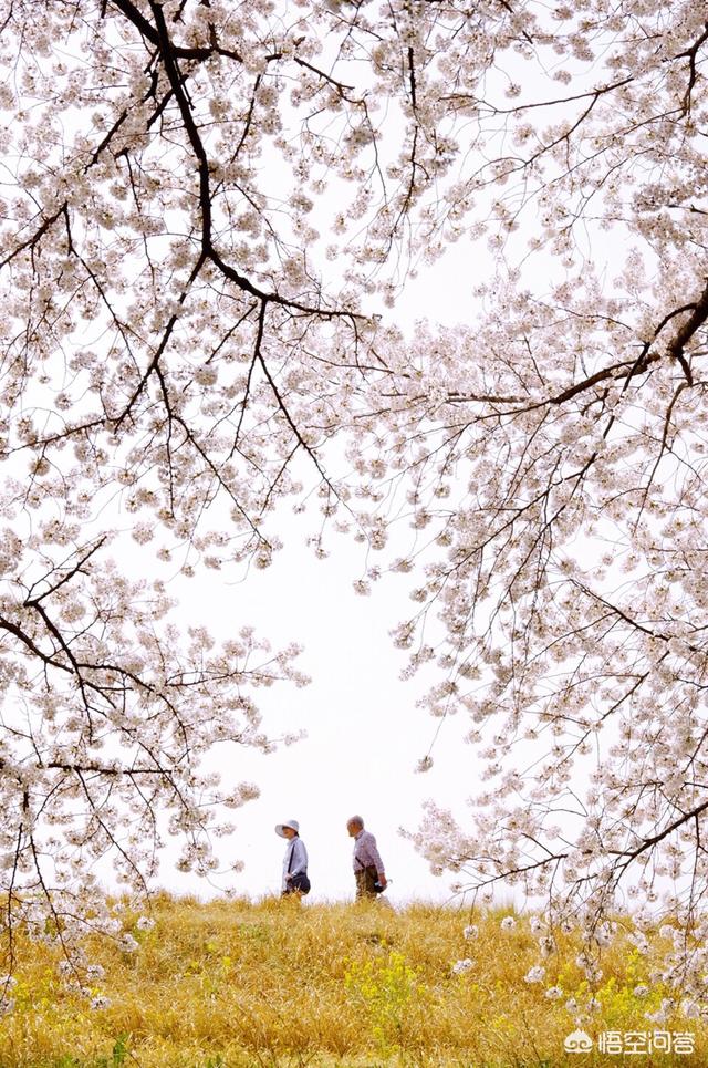 头条问答 日本哪里看樱花最美 舒塔在路上的回答 0赞