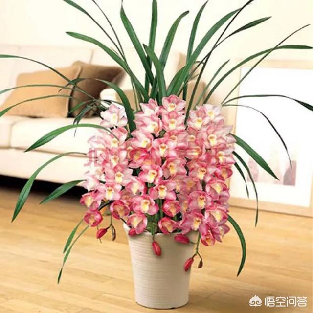 能镇宅的3种花,春节家中摆一盆什么样的花最好？