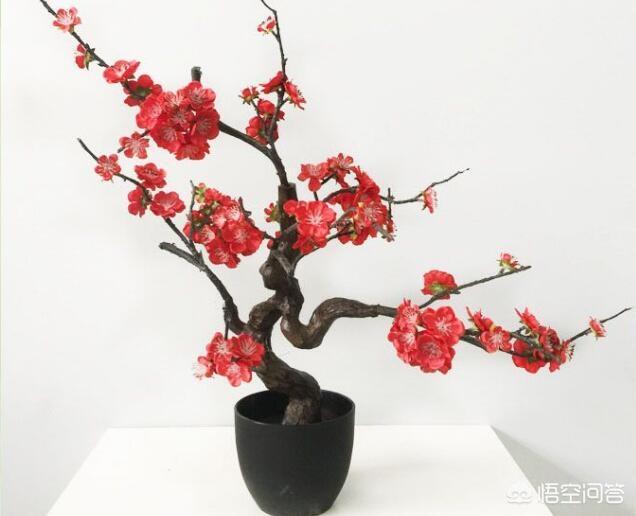 三大年宵花盆景花卉“红梅”、“海棠”、“山茶”,你喜欢哪一种？养护需要注意什么？