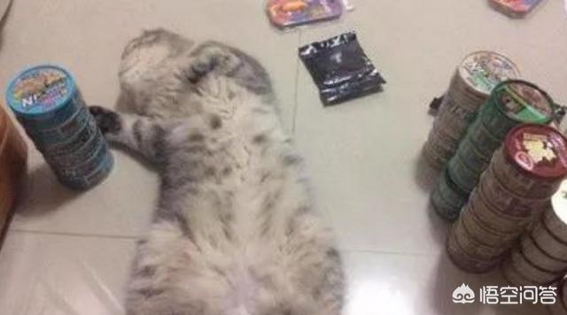 犬俊介君高清:过年带宠物回家，被父母嫌弃了，该怎么办？