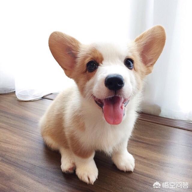 幼犬喂养:饲养幼犬有什么地方需要注意？
