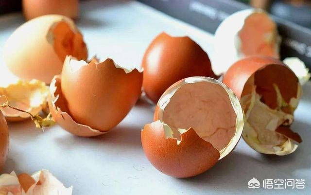 鸡蛋壳可以做多肉肥料吗，鸡蛋壳含有什么可以做肥料的养分
