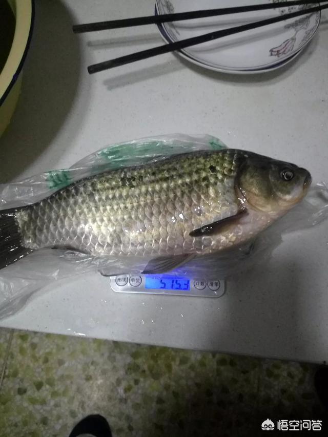 红线虫 钓鱼:你夏天钓鱼的时候带蚯蚓红虫吗？