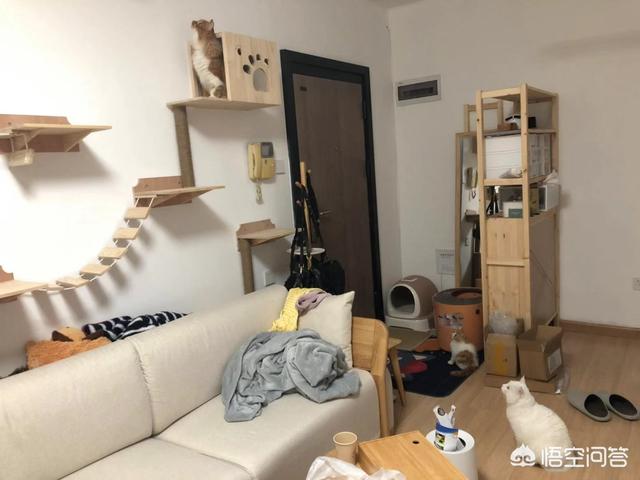 墙壁猫爬架:如何在客厅中设计一个“猫屋”？