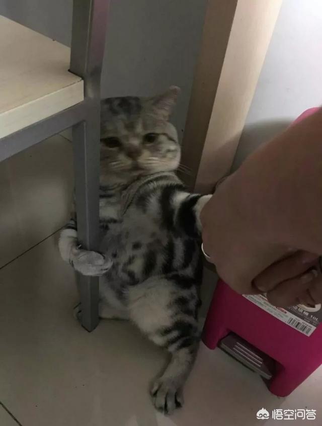 为什么我家猫不会埋屎:猫咪拉屎不埋是怎么回事？