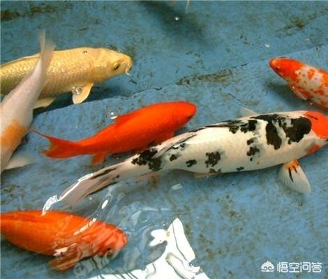 日本锦鲤鱼的饲养方法:湖水养锦鲤鱼可以吗？该怎么养殖？