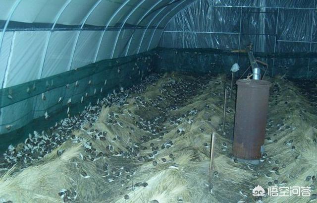 白玉蜗牛养殖条件:白玉蜗牛适合在什么温度下生活？