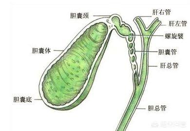 关于胆囊炎的症状:如何判断自己是否得了胆结石和胆囊炎？