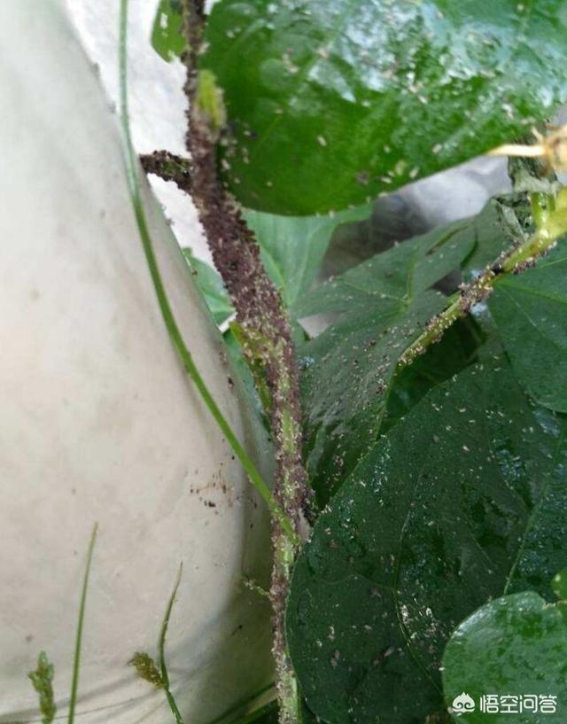 葡萄树的害虫有哪些:葡萄叶子上有一层油腻的东西，摸着很粘，这是什么病害？