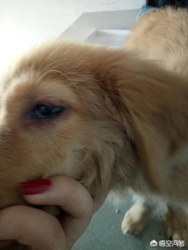 东非猎犬生病怎么办:人们做的什么事情会让金毛犬感到很害怕？