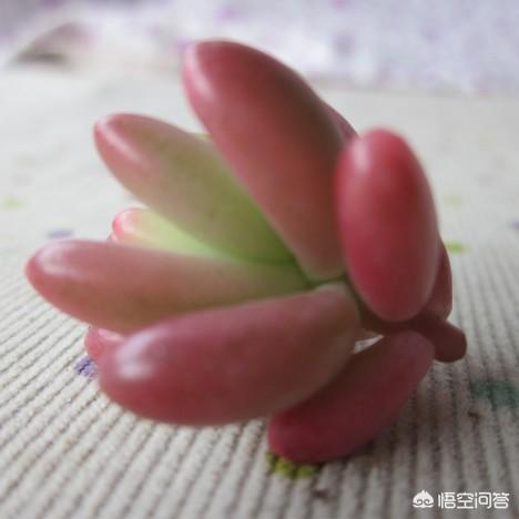 虹之玉叶片:多肉红之玉锦的叶子掉完了怎么救？