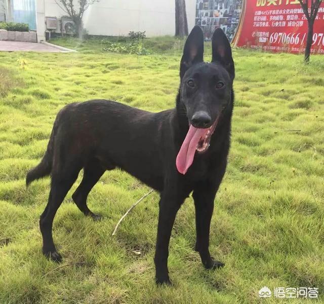 牧羊犬在线黑神:德国牧羊犬打得过黑狼犬吗？为什么？