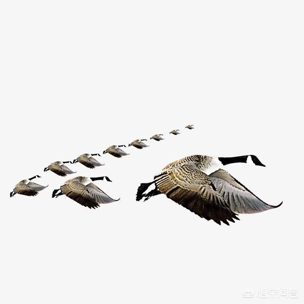 南飞的候鸟有哪些:在冬天，大雁为什么往南飞？