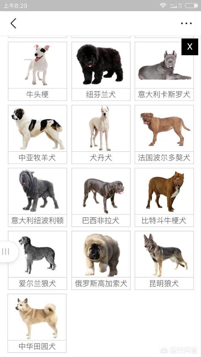 广安禁养大型犬有哪些:市中心养特大狼狗该怎么举报？