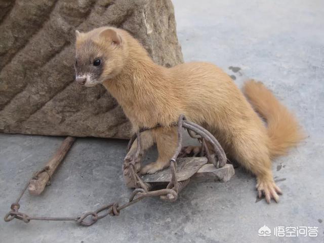 黄鼠狼消失灵异事件:黄鼠狼给哪种动物拜年，用来形容人不安好心？