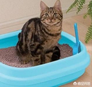 猫咪便后是否用立即铲走，为什么