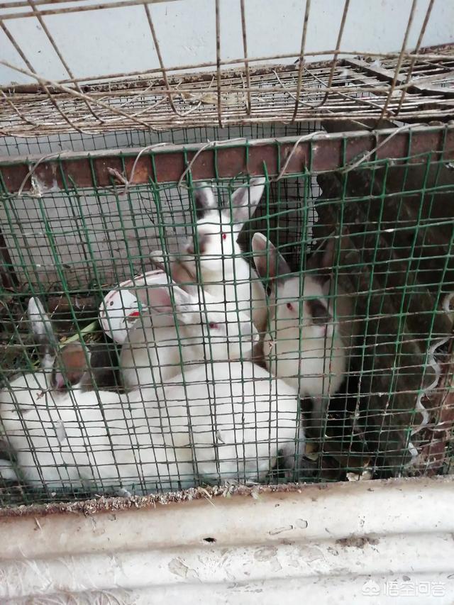 一年四季饲养兔子方法不同,据说冬季和夏季的饲养是最难的,该怎么饲养呢？