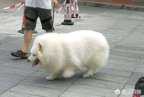 肥胖宠物瘦身:如何给肥胖的金毛狗减肥？