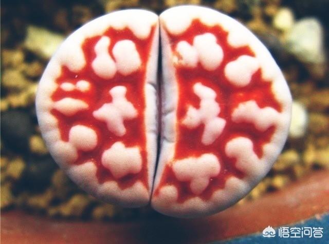 石花图片,鹿角海棠茎杆枯萎可以浸盆吗？