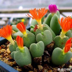 石花图片,鹿角海棠茎杆枯萎可以浸盆吗？