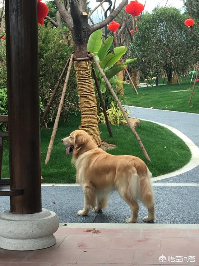 西安纯种金毛犬图片:西安针对养犬出台史上最严苛“守则”，你怎么看？