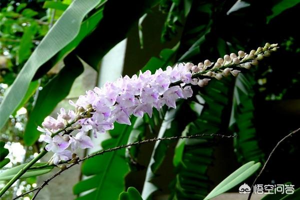 多花指甲兰价位:种植指甲兰需要注意什么？指甲兰有什么作用？
