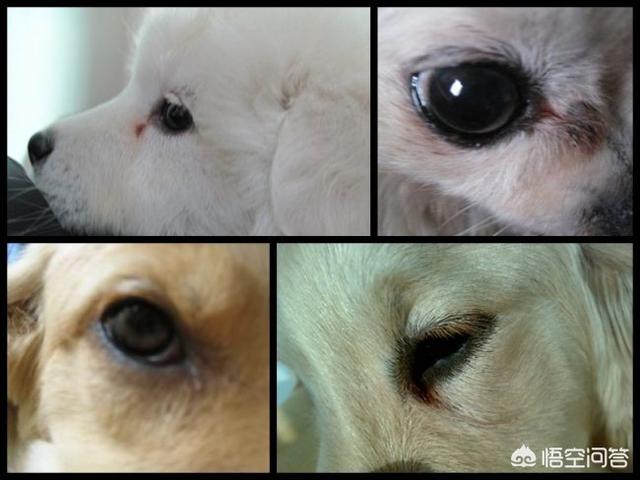 狗上火了怎么办:狗狗眼睛有眼屎，怎么办？