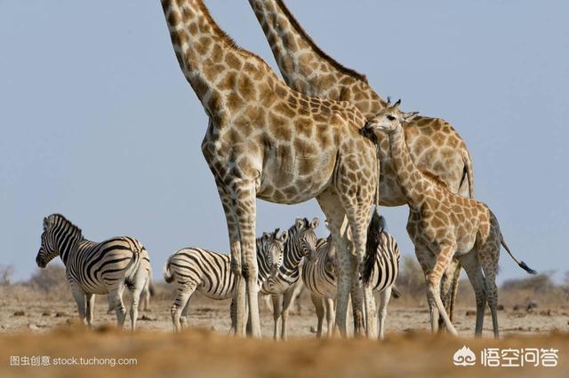 长颈鹿将来会灭绝吗，老虎是怎样捕食河马和长颈鹿的