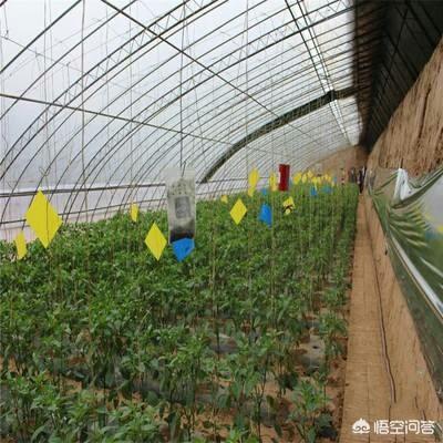 琳宝弗莱明:老婆怀孕了，什么也不想吃，怎么办呀？