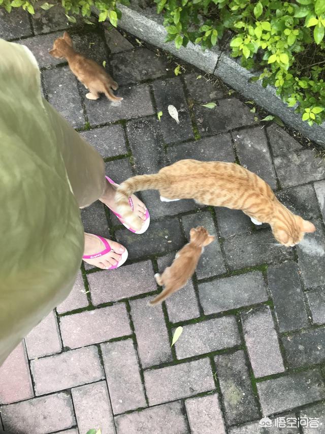 收养流浪猫:要不要收养小区的流浪猫？