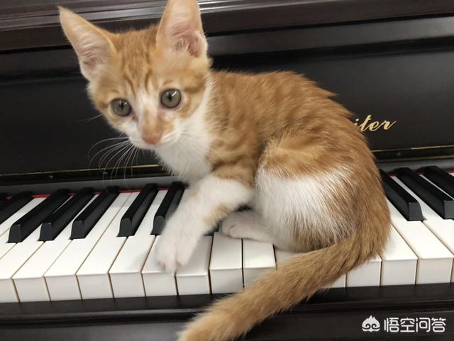 收养流浪猫:要不要收养小区的流浪猫？