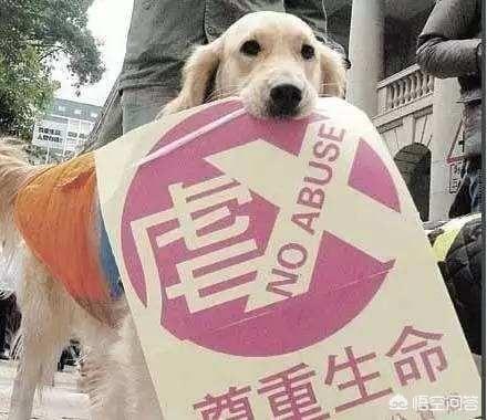 反虐待动物法:犬只管理是合法合规的，那么对于恶意伤犬的人该怎么监管呢？