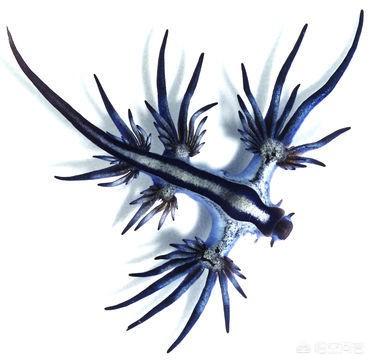 海洋生物的颜值可以有多高呢？
