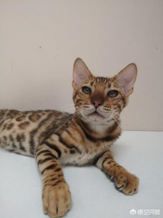 孟加拉豹猫大理石:大理石纹路豹猫价格是多少？