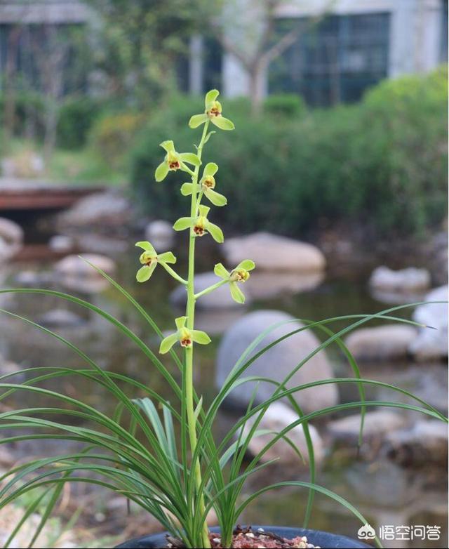 石花菜生长在什么地方,黄鳝一般生长在什么地方？