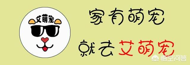 日本银狐犬 吃生肉:银狐犬能吃生肉吗 猫狗是喜欢生肉还是喜欢色香味俱全的熟肉？