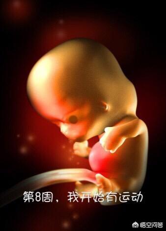 宝宝是如何从胚胎蜕变为胎儿的？