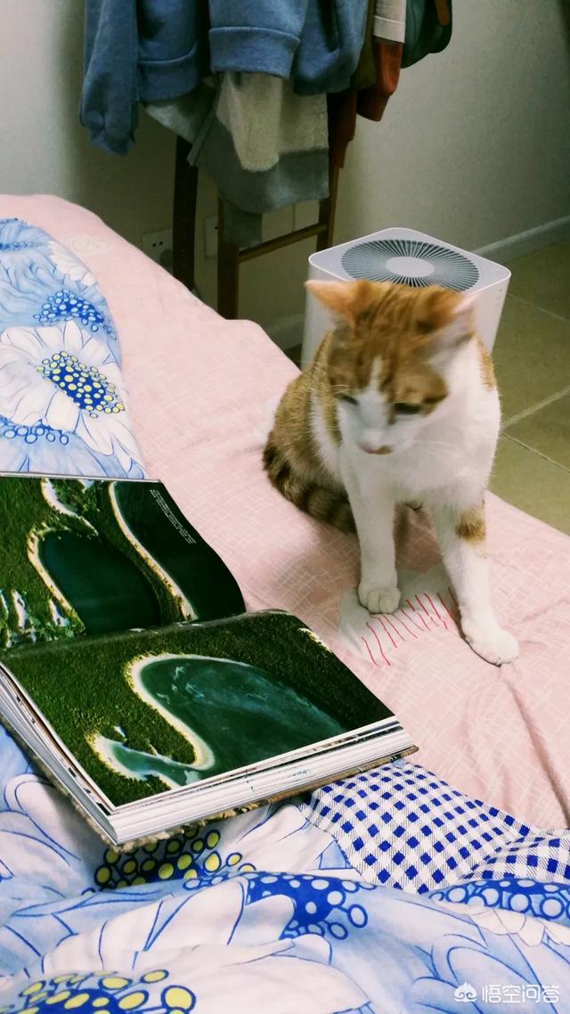 宠物小猫咪:猫养在纸箱子里，然后把猫粮和猫砂放在纸箱里面，这样可以不？