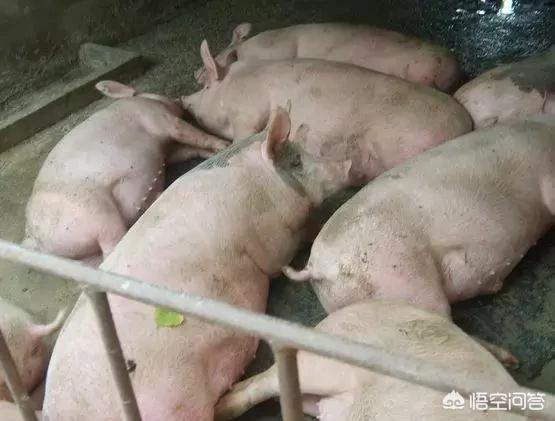 宏星香猪养殖合作社:以后的农民们能以种地为生吗？还是以养殖业为生呢？