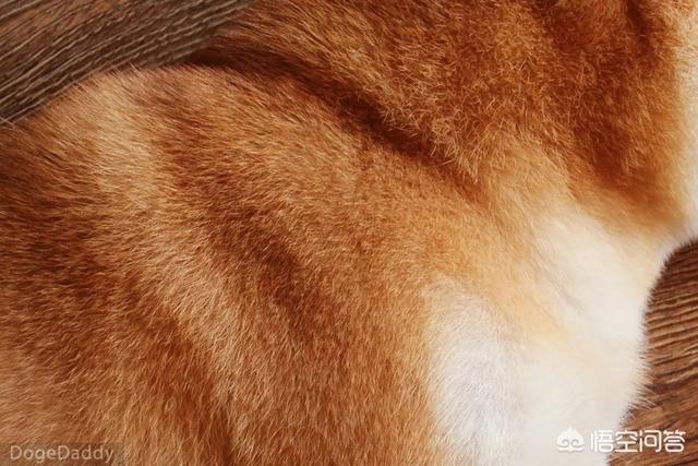 世界最丑宠物狗大赛:狗狗会在什么时候开始爆头？ 最丑的宠物狗品种大全