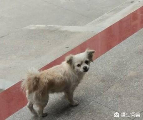 唐山雪纳瑞论坛:如何正确的通过寻狗启示把走失的毛孩找回家？