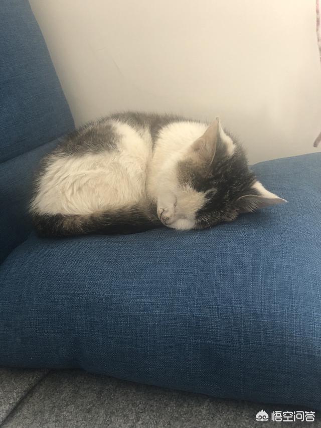 帕拉斯猫多少钱:为什么有的猫咪看起来很可爱，有的猫却有些可怕呢？ 朗逸帕拉斯多少钱