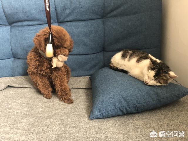 狗狗搜搜:泰迪耳朵长期有耳螨有什么危害？