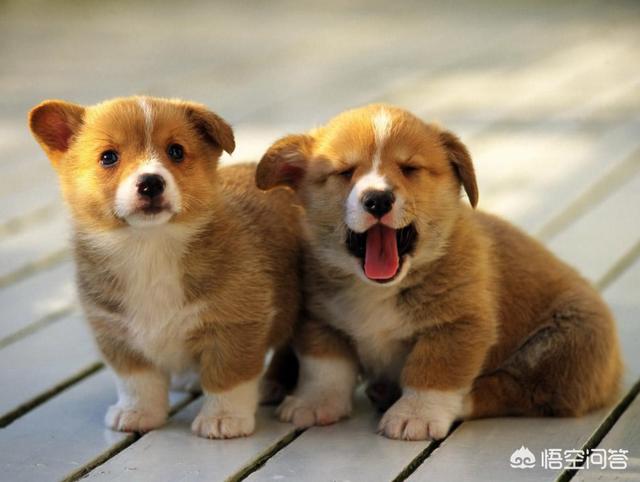 头条问答 柴犬喝浓羊奶拉稀便 是因为奶太浓了吗 有宠的回答 0赞