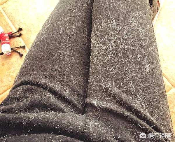 母的拉布拉多好养吗:为什么越来越少人养拉布拉多犬？